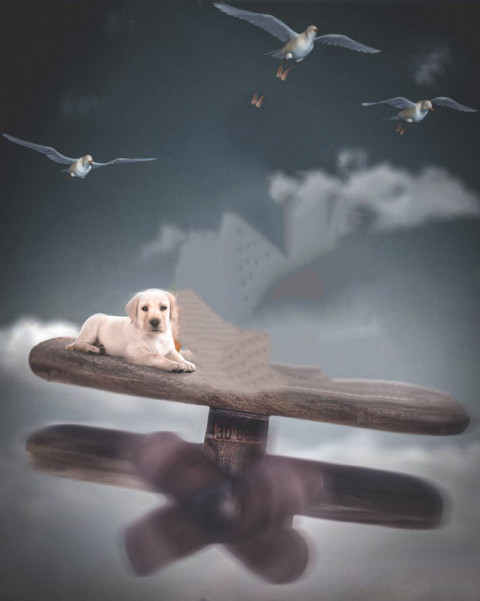 Dog Manipulation Editing New Background Full HD