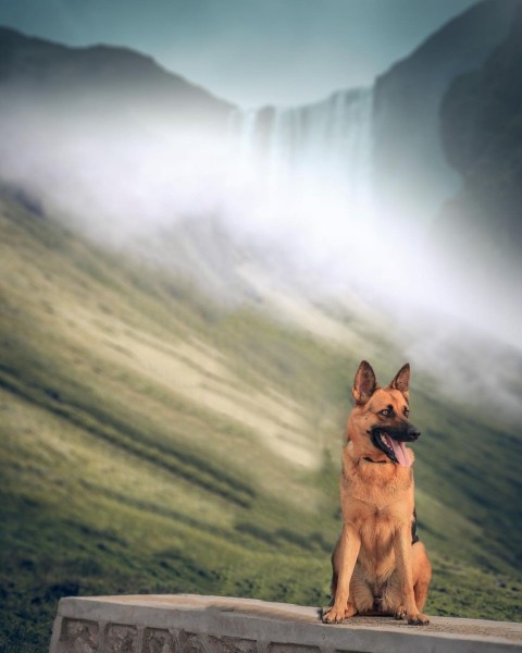 Dog picsart background Editing full hd