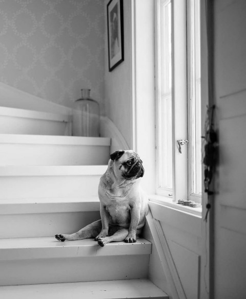 Dog Picsart Photo Editing Background Download Free