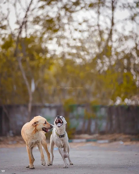 Dogs Creative Photo Editing CB Background Full HD