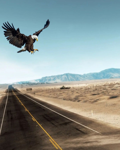 Eagle Viral Editing Background Download HD For PicsArt