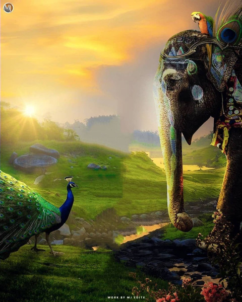 Elephant And Peacock Instgram Viral Picsart BAckground Full HD