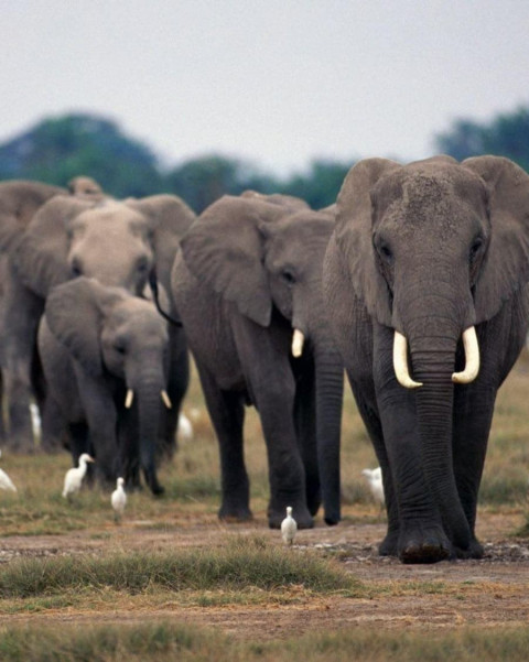 Elephant Photo Editing Background Picsart CB