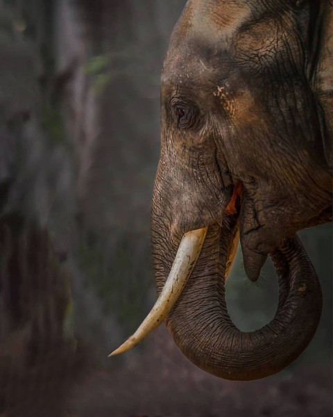 Elephant Picsart Background Download Full HD