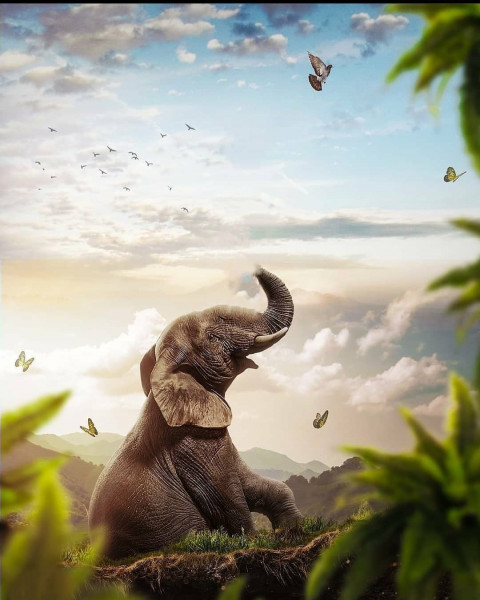 Elephant Poster Editing Background For Picsart