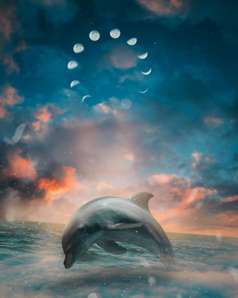 Fish Creative MAnipulation Picsart BAckground HD