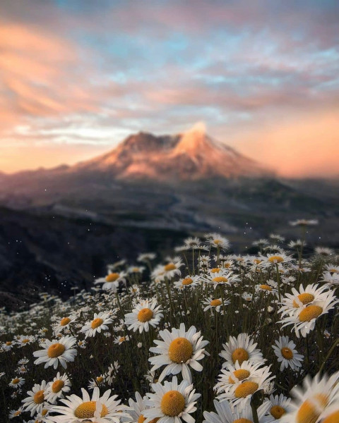 Flower CB Editing Background Free Download