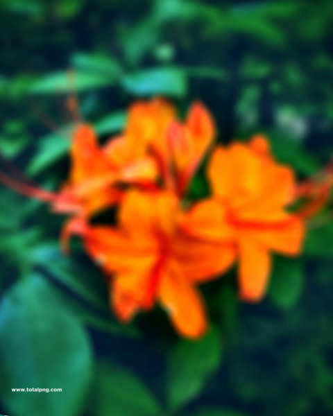 Flower Creative Editing Background For CB PicsArt