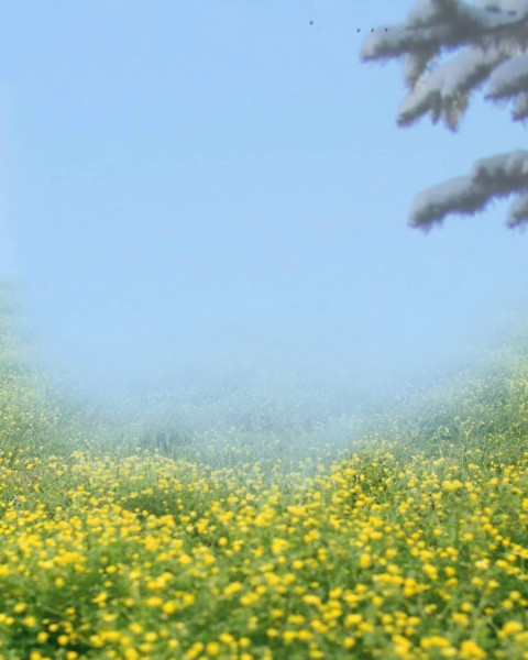 Flowers CB Editing Background Download For Picsart