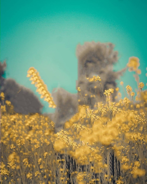 Flowers Photo Editing Background HD For CB & Photoshop Images