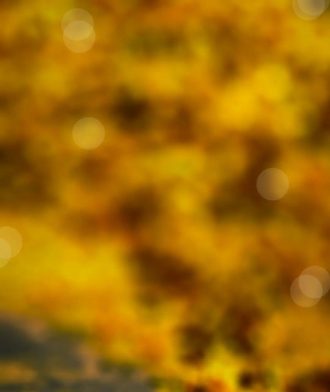 Forest Blur CB Background Editing Download Hd