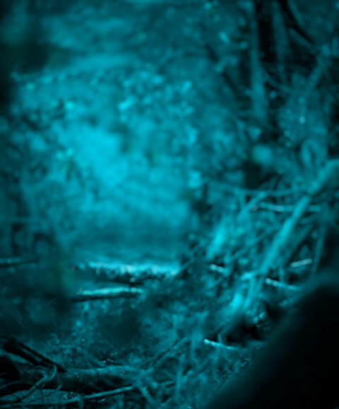 Forest Blur CB Editing Background for Picsart