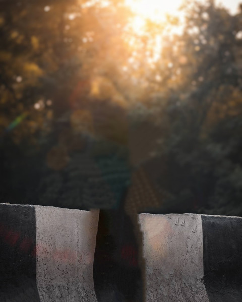 Forest Blur NSB Pictures Background Download