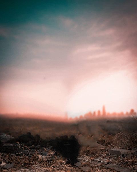 Forest Blur NSB Pictures Background Download