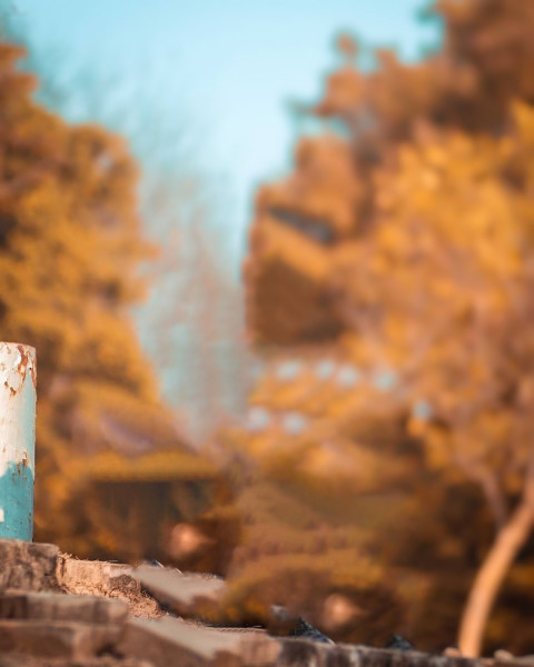 Forest Blur Taukeer Editz Background Picsart CB