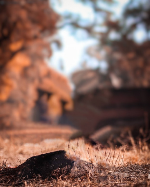 Forest Blur Taukeer Editz Background Picsart CB