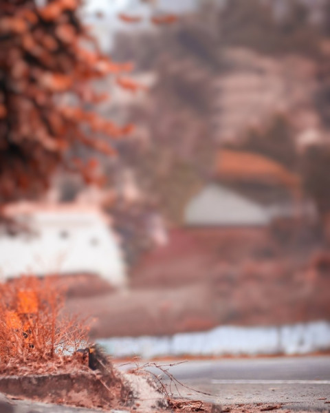 Forest Blur Taukeer Editz Background Picsart CB