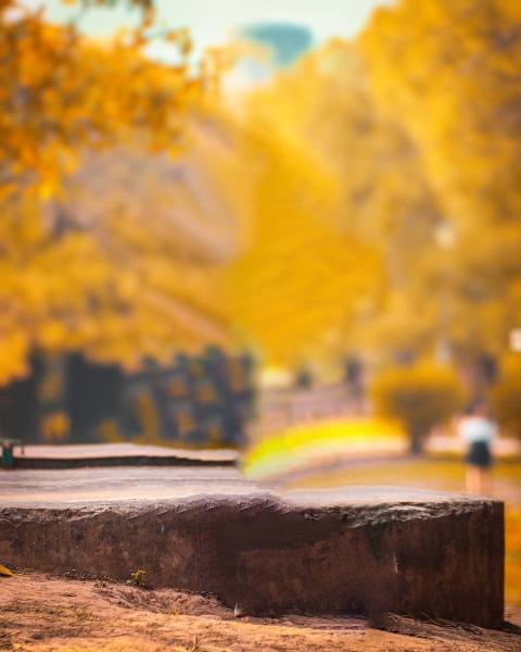 Forest Blur Taukeer Editz Background Picsart CB