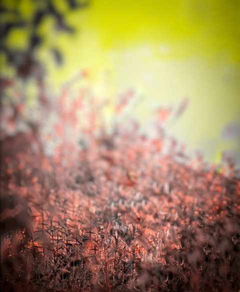 Forest Blurred Snapseed Cb Background Free Download