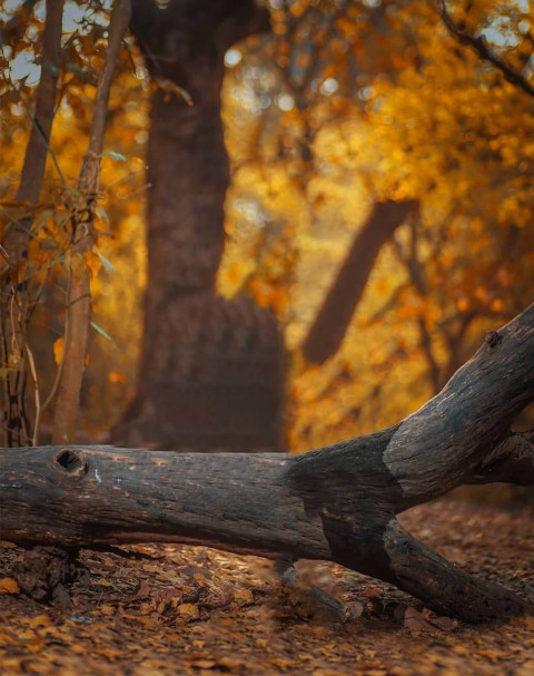 Forest Cb Editing Background For Picsart Photo