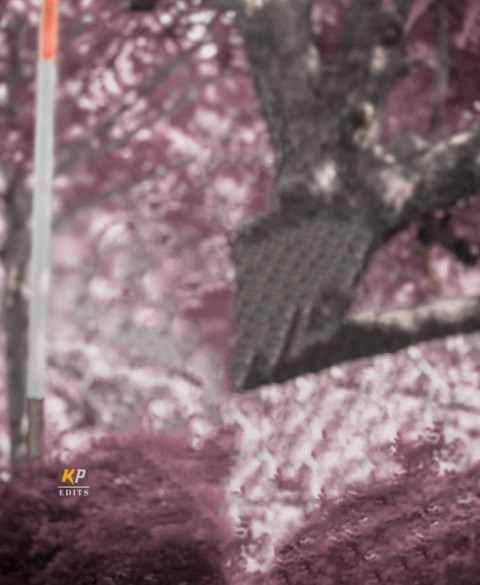 Forest Creative Photo Editing Background Full HD For Picsart & CB