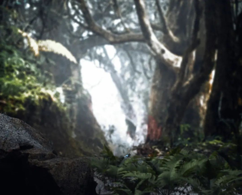 Forest Creative Photoshop Wallpapers Images Editing