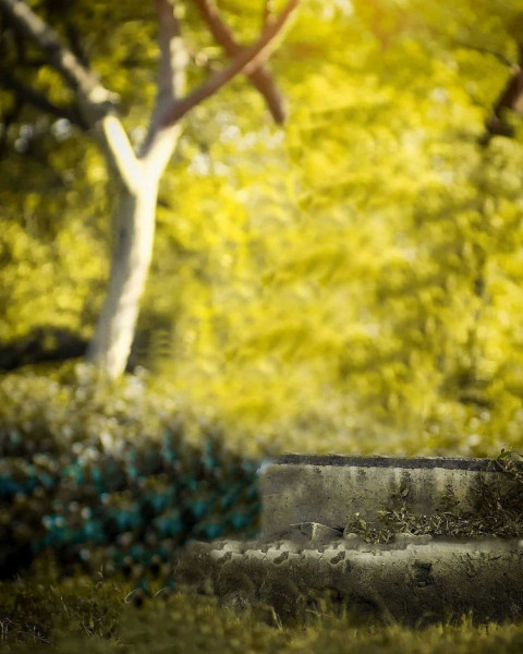 Forest Manipulation BAckground HD For CB Picsart