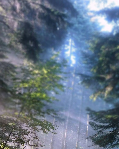 Forest Nature Background For CB Photoshop Editing Free