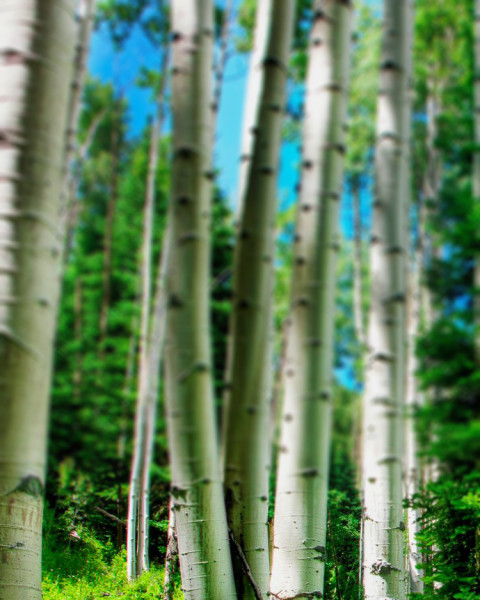 Forest Nature Background For CB Photoshop Editing Pics