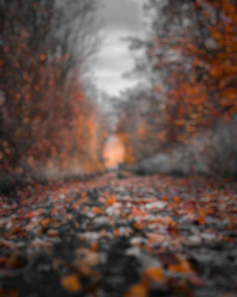 Forest Photoshop Nature Background HD Downloaad For CB Editing  Free