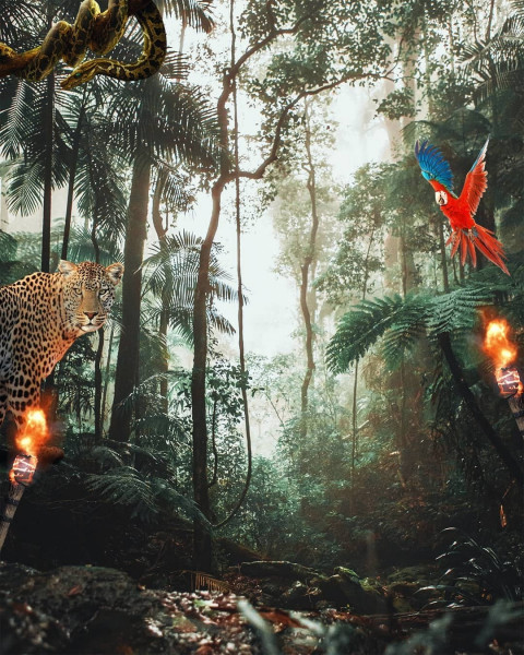 Forest Poster Photo Editing Background Sony Jackson