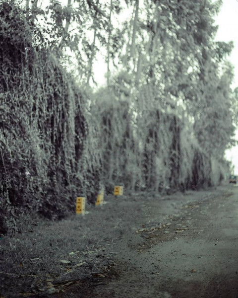 Forest Snapseed Background For CB Photo Editing
