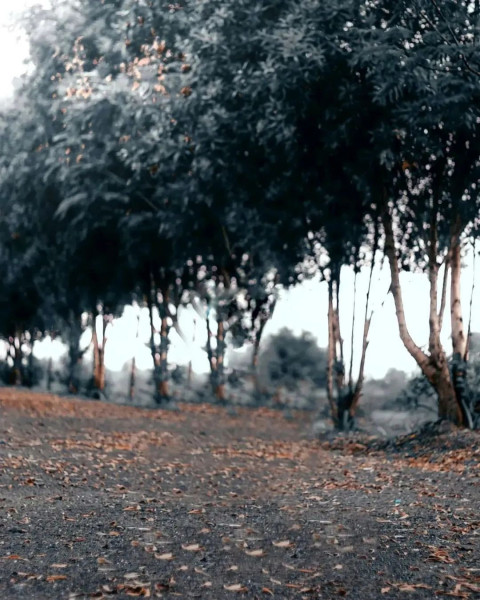 Forest Snapseed Background Full HD For Photo Editing