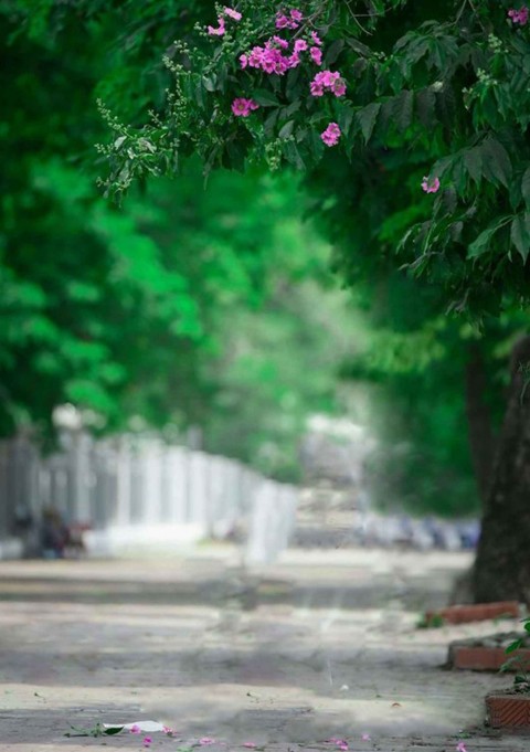 Forest Snapseed Background New Full HD