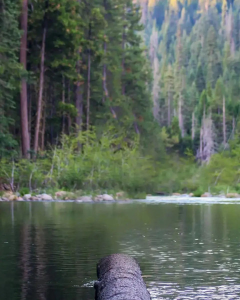 Forest Snapseed Photo Editing Background Download