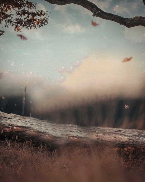 Forest Tree Manipulation BAckground HD For CB Picsart