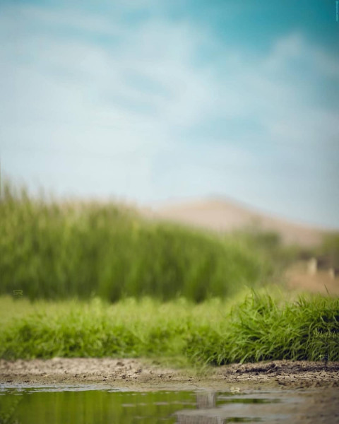 Forset Blur CB Background Full Hd For Picsart