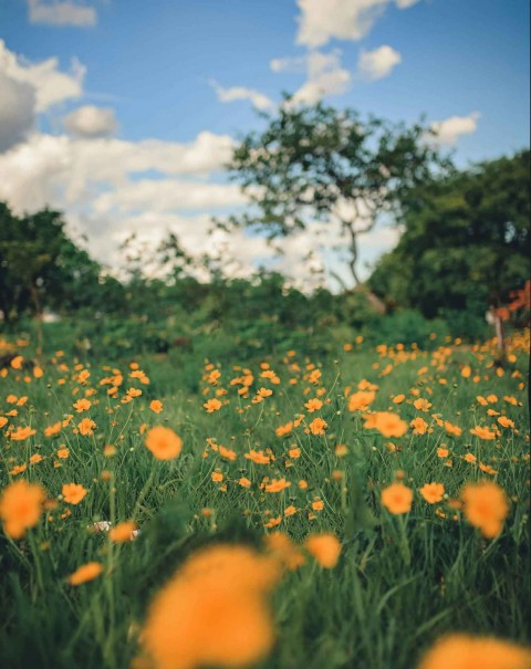 Garden Snapseed Background Full HD Download Free