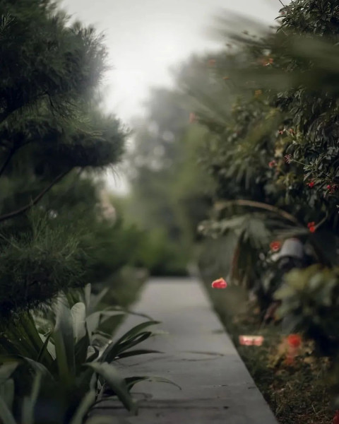 Green Background Nature Editing New Background CB Images Free