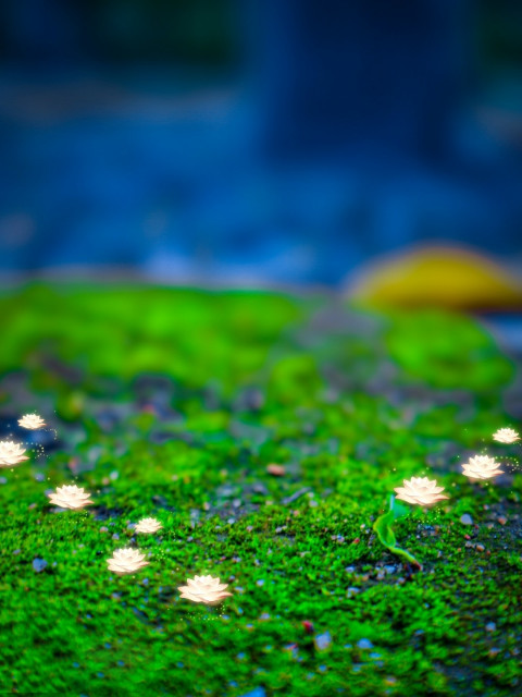 Green CB Background For PicsArt CB Editing