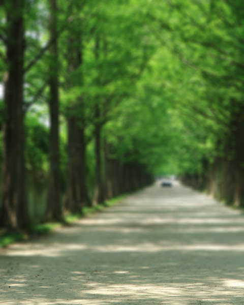 Green Garden CB Picsart Photo editing Background