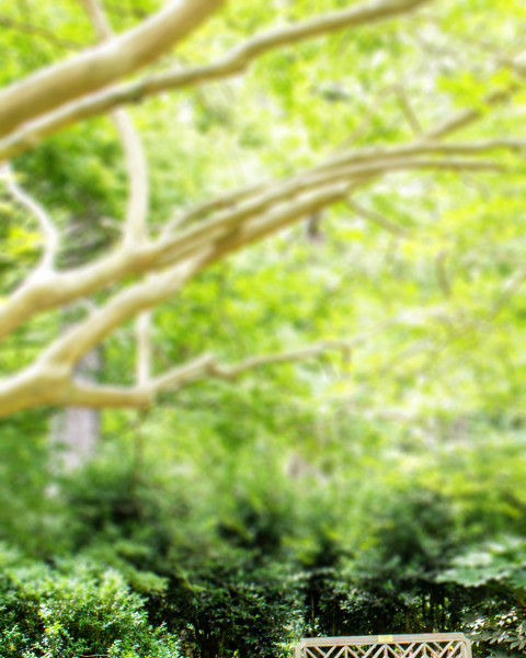 Green Garden CB Picsart Photo Editing Background Free HD