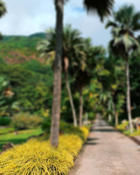 Green Garden CB Picsart Photo editing Background New