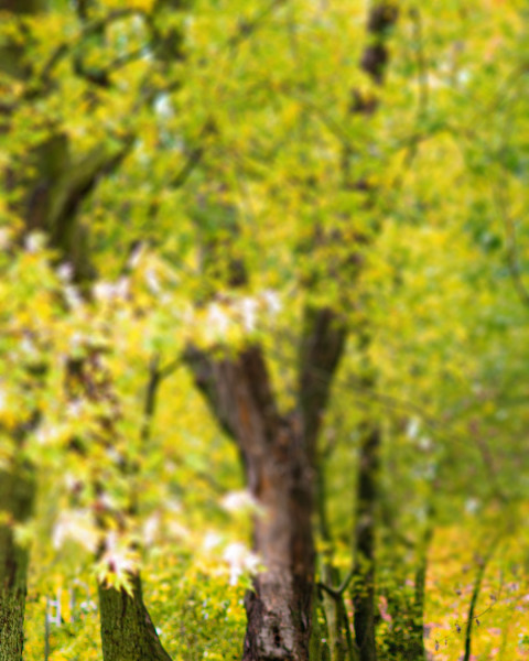 Green Garden CB Picsart Photo Editing Background Photo