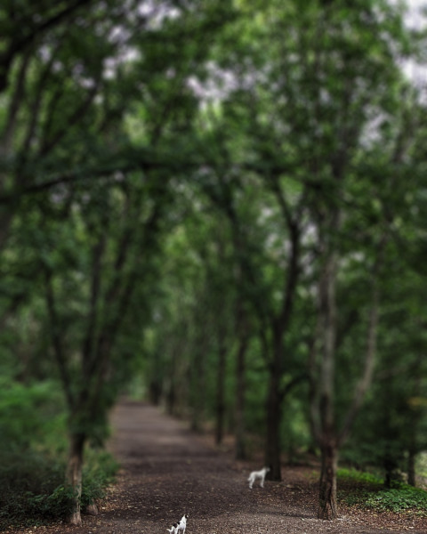 Green Garden CB Picsart Photo Editing Backgrounds