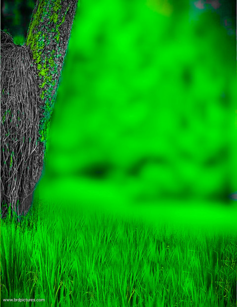 Green Snapseed Blur Editing Background Download