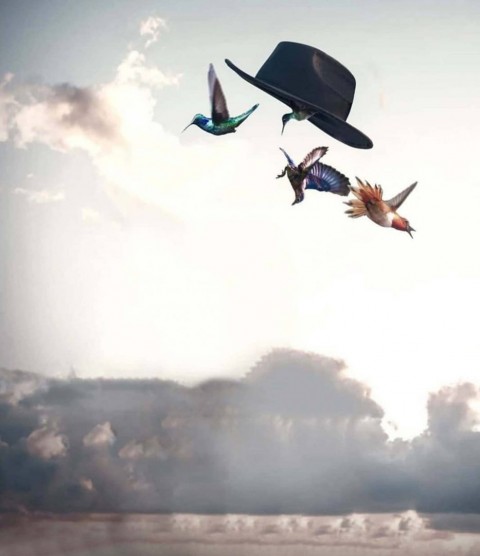 Hat in Birds Snapseed Editing Background