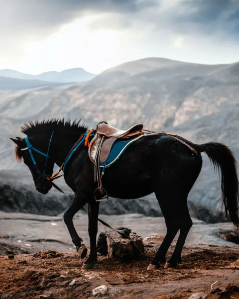 HD Background Black Horse Free Editing Images CB Photo