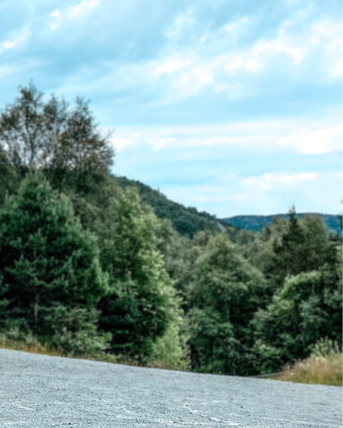 HD Tree Background Free Editing For Instagram Editor Photoshop