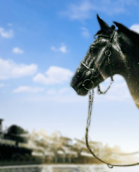 Horse CB Background Download Full HD